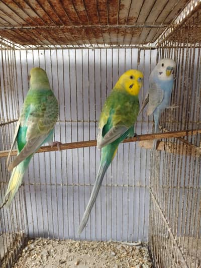 Budgies Rainbow  Male's