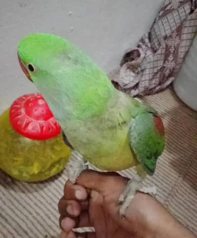 raw parrot team parrot