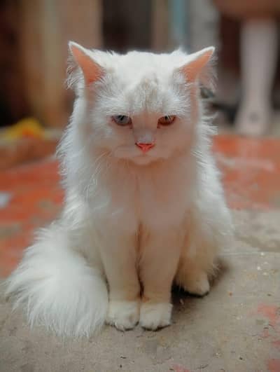 Persian cat for sale