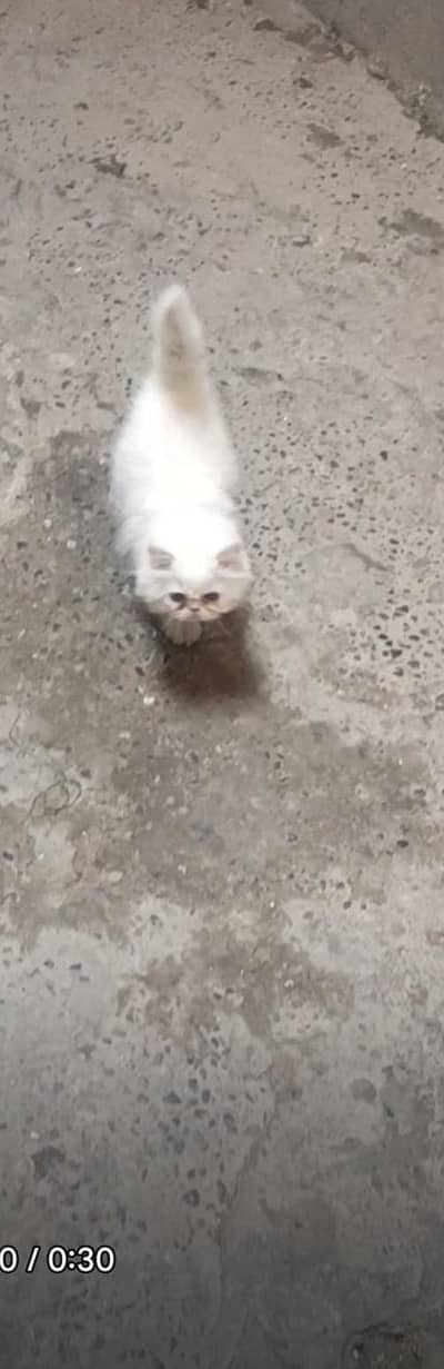 white cat pure puch face