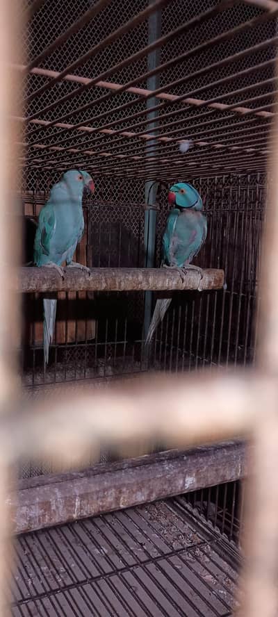 Blue Ringneck pair