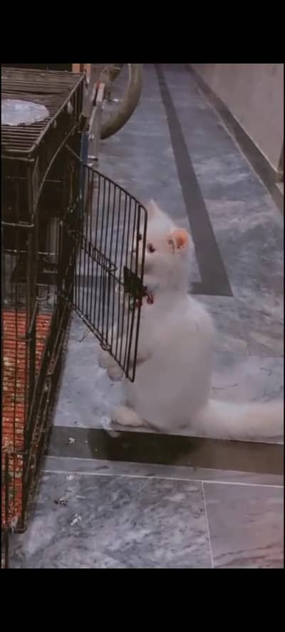 persian cat baby for sale.