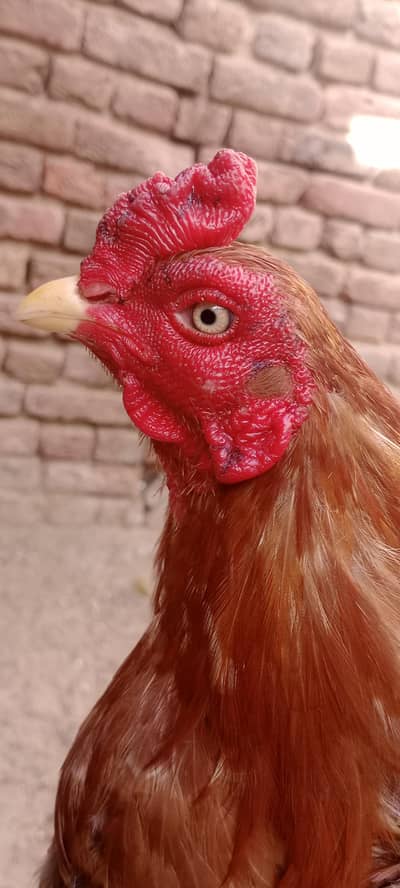 boht he vip caz h jis Bhai ko sajm Aya wo he rbta kar