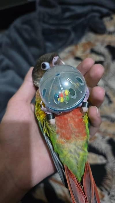Tamed conure