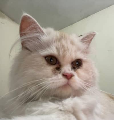 persion cat | white | 4 months old |