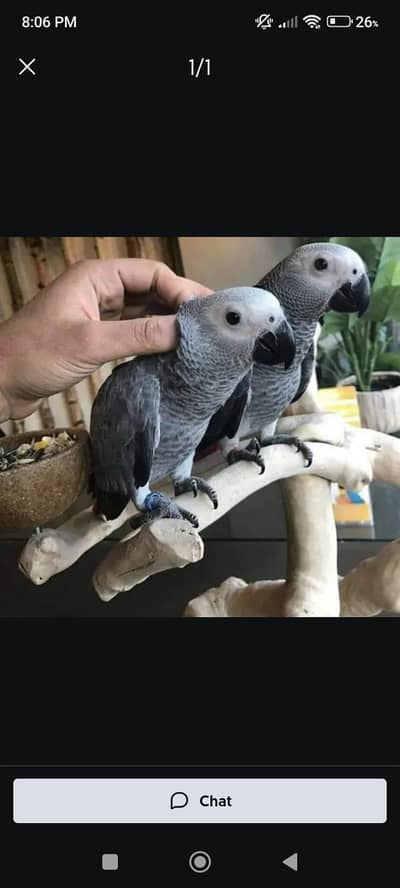 African Grey parrot for sale O3O8_29_16_232 my WhatsApp number