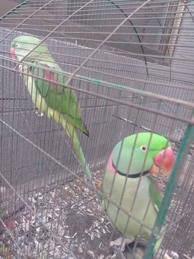 Pair of Raw parrot/one single parrot