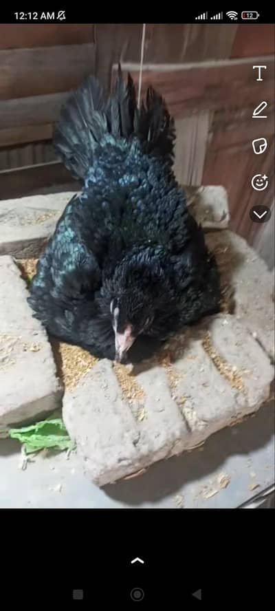 thai cross pakki kuruk murgi ha 13 14 ando pr easy beth jati ha