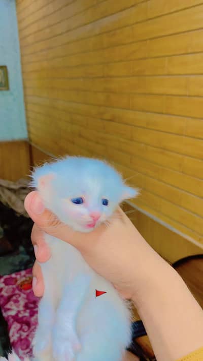 Perisan Cat Baby Triple Coat