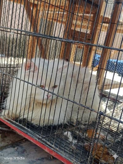 Beautiful Pure White Long-Hair Persian Cat for Sale1200