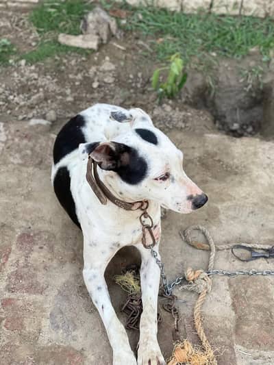 Bully Gulltair ka Corros Ha