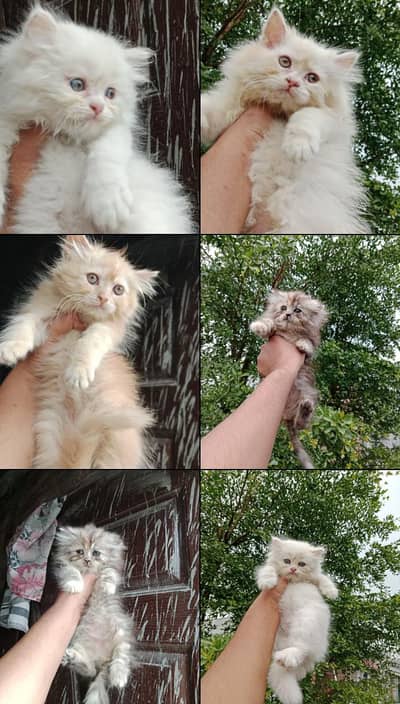 Kittens available 03234102419