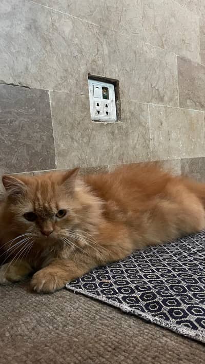 Persian Cat & Kittens Available – female  and male