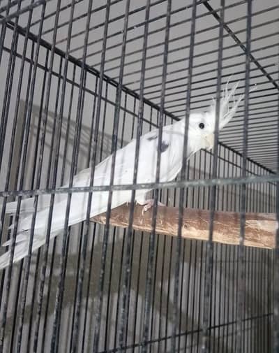 Cocktail Male for sale.