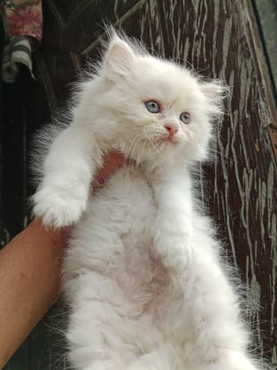 females kitten 03234102419