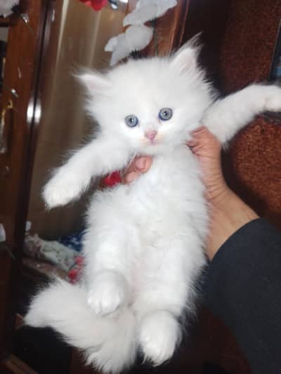 Persian pure punch and doll face kittens avail grey and  blue eyes