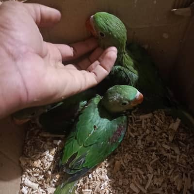 RAW CHKS FULLY COVERD