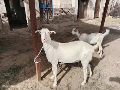 sasti deal bohot achi offerqurbani ke bakron ki lout for sale 5 goat