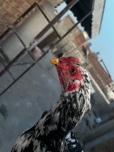 Aseel patha for sale