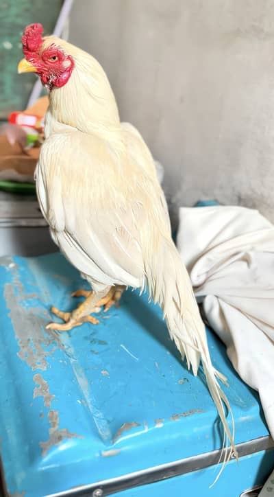 High quality aseel available cargo available all pks