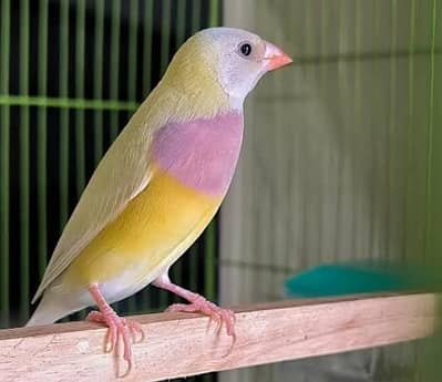 Yellow Gouldian females blue spilt