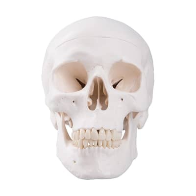Classic Human Skull Anatomy Model 3 Part For Teaching Purpose