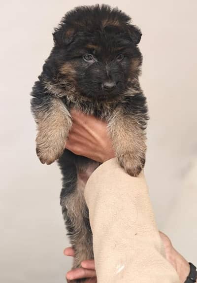 German shepherd puppy/puppies/dog/male