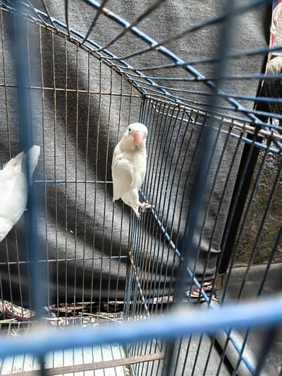 love bird  albino red eyes male black eyes female 03226025050