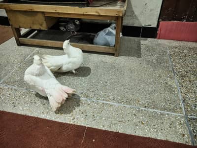 Pigeons for sale II Fix Price