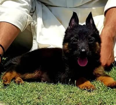 German Shepherd long coat puppy healthy active