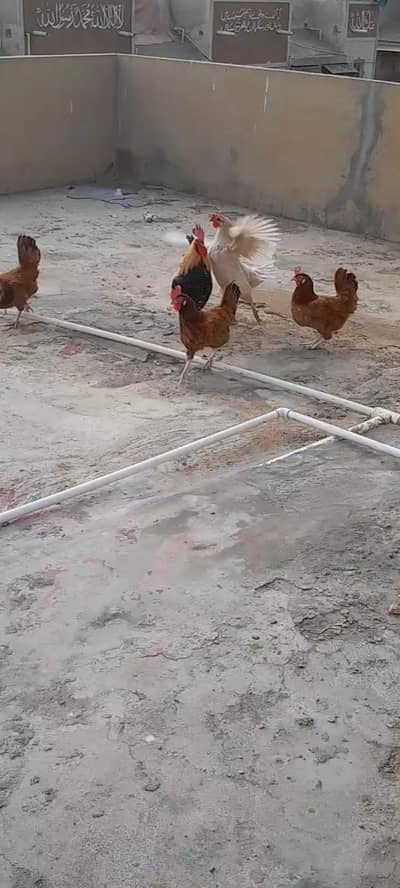 4 Golden Misri 1  Misri murga