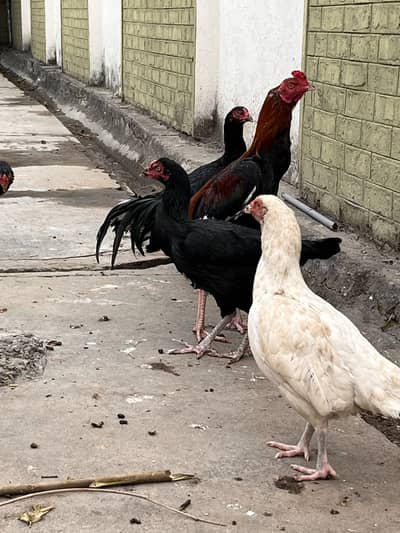 white aseel hen with 5 chils aseel