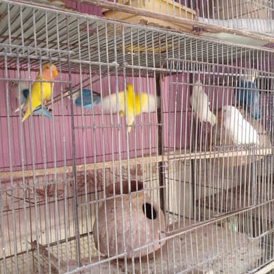 Albino /blue parsanata/lotino /Love birds