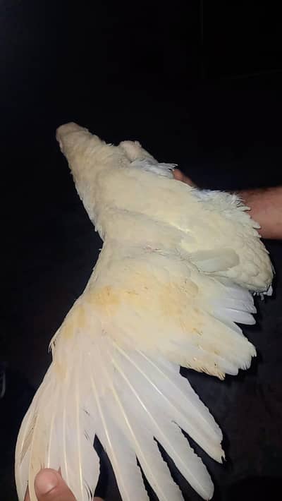 only serious buyer what's app msg