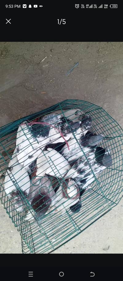 kubuli peigons forl sell.  chaskabaz dur rahe or dukandar b.