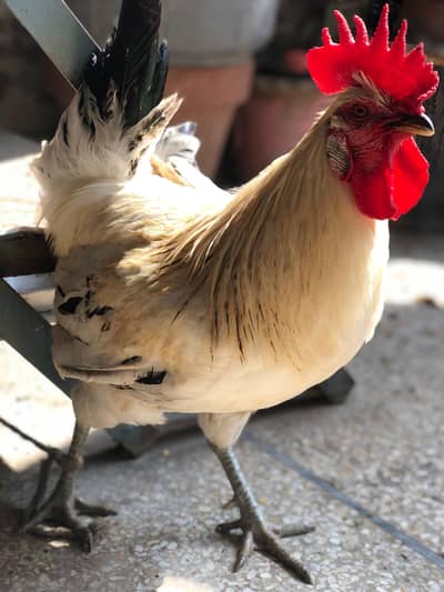 aseel murghi aseel Desi murgha