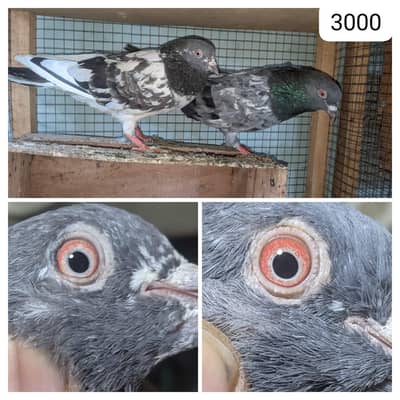 high flyer and fancy pigeon