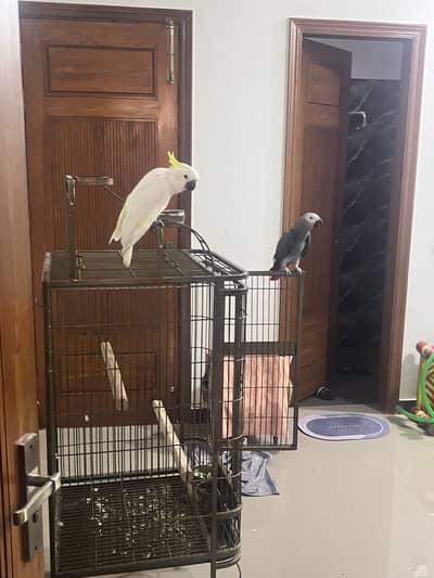 African Grey Parrot/ Female - / Malai Handtame / Talking Bird