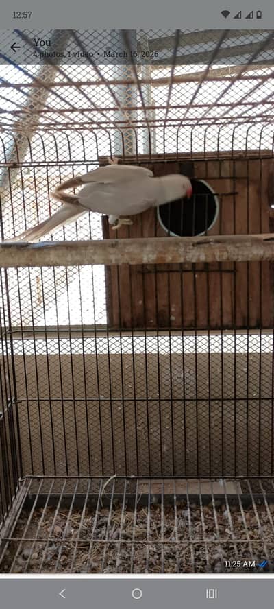 Silver ringneck female breader