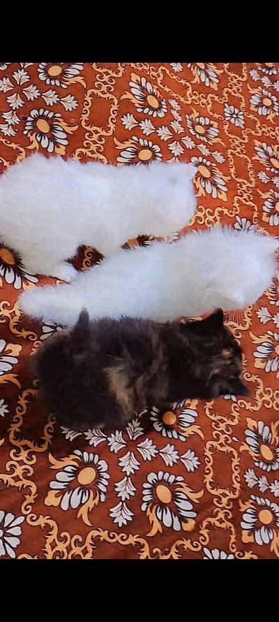 Beautiful cats for sale.