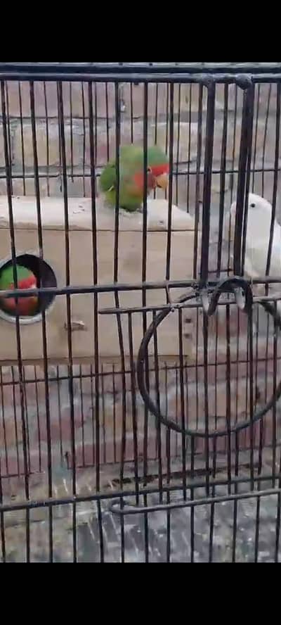 full breedra pair ha