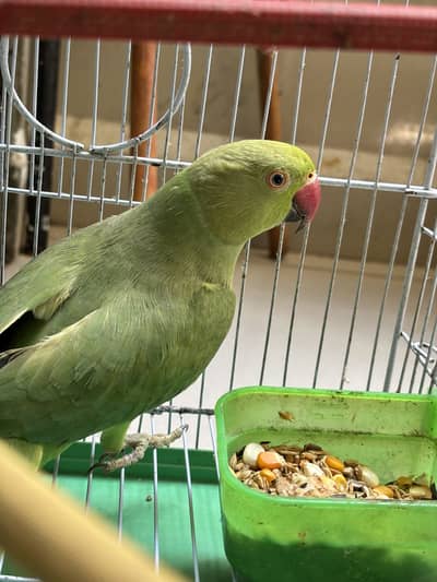 Green Parrot Ring Neck Patha (baby) for sale