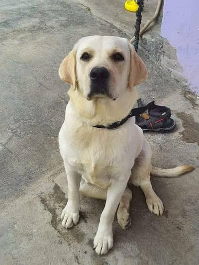 Labrador adult kcp pedgri