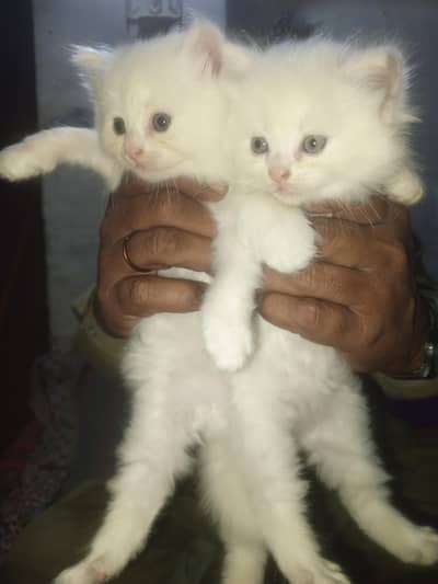 Persian cat for sale 1 month age Whatsapp no 03071462214