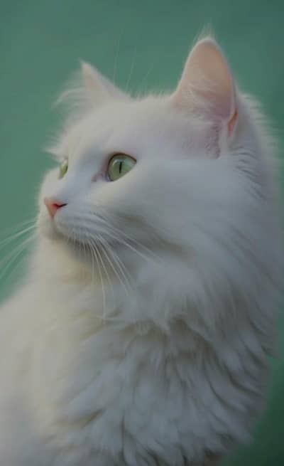 White Colour Persion Cat Green Eyes 3 Coated Female For Sale