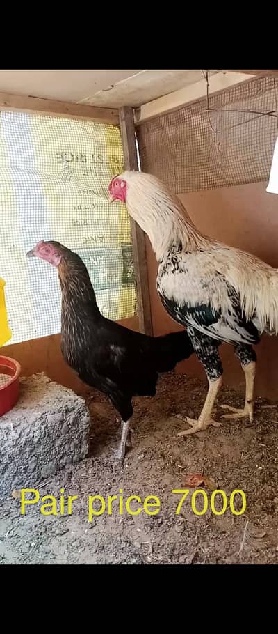 Aseel Java Breeder pair and 1 murga