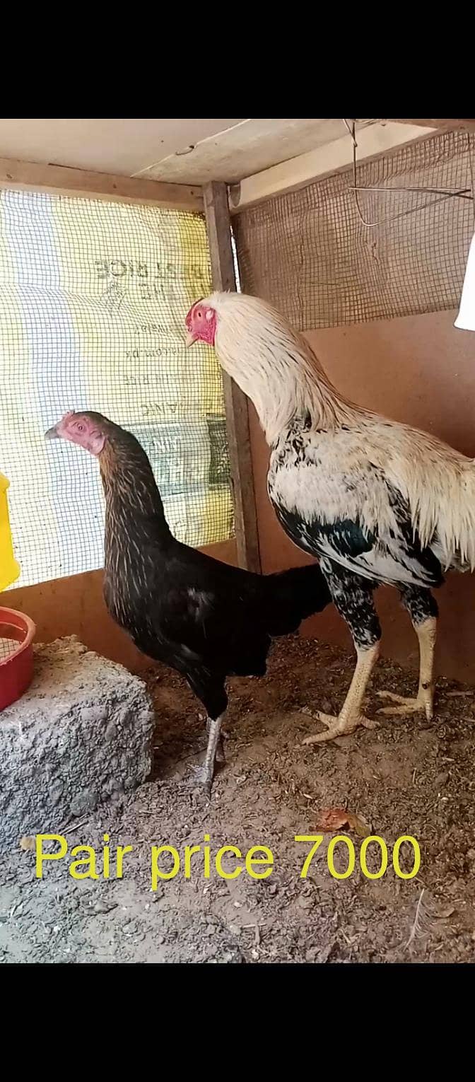 Aseel Java Breeder pair and 1 murga 0