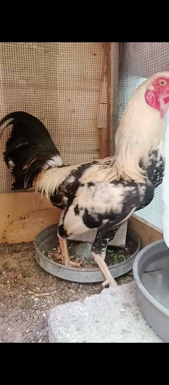 Aseel Java Breeder pair and 1 murga 1