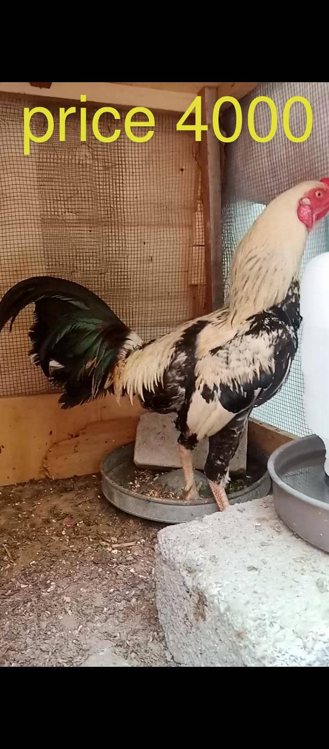 Aseel Java Breeder pair and 1 murga 2