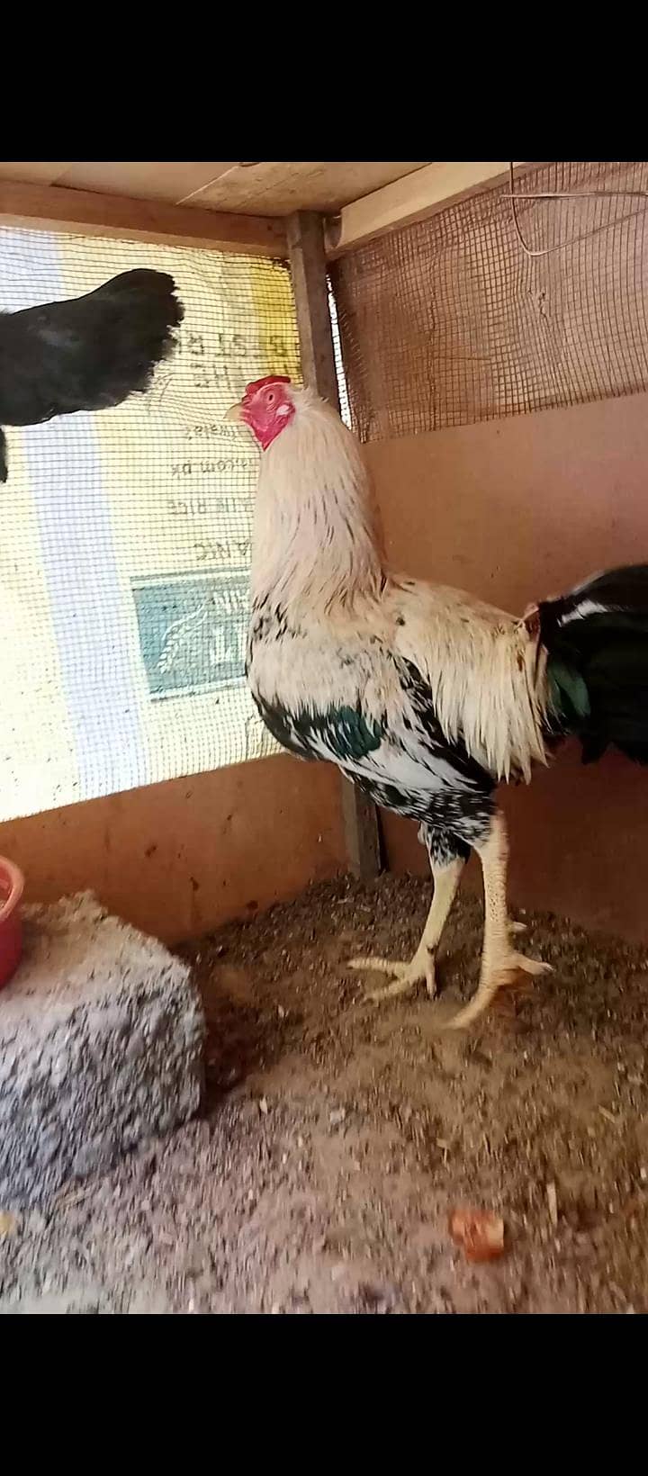 Aseel Java Breeder pair and 1 murga 3